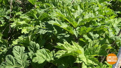 Неистребимый борщевик. Доброе утро. Фрагмент выпуска от 08.06.2018