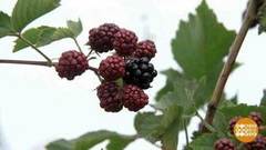 Ежевика — многолика. И полезна! Доброе утро. Фрагмент выпуска от 03.07.2018