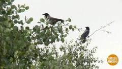 Вороны атакуют! Доброе утро. Фрагмент выпуска от 04.07.2018