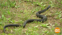 Гадюки атакуют? А вы не наступайте! Доброе утро. Фрагмент выпуска от 20.07.2018