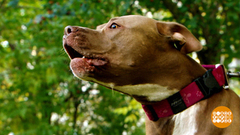 Собака бывает кусачей… Что делать? Доброе утро. Фрагмент выпуска от 30.07.2018