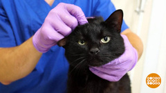 Блохи, вон! Доброе утро. Фрагмент выпуска от 31.07.2018