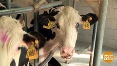 Мега-корова и оренбургская пуховая коза. Доброе утро. Фрагмент выпуска от 30.08.2018