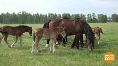 Лошадиный праздник. Доброе утро. Фрагмент выпуска от 31.08.2018