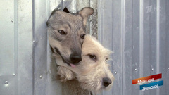 Концлагерь для собак. Мужское / Женское. Выпуск от 19.09.2018