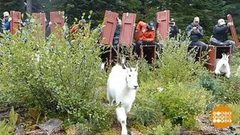 В мире. Эвакуация горных козлов. Доброе утро. Фрагмент выпуска от 28.09.2018