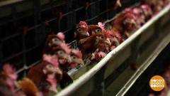 Несушки довольны. Доброе утро. Фрагмент выпуска от 02.10.2018