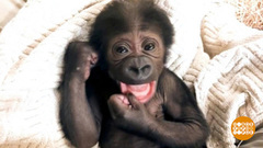 В мире. Редкая горилла. Доброе утро. Фрагмент выпуска от 24.10.2018