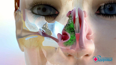 Насморк. Лучшие и худшие методы лечения. Здоровье. Фрагмент выпуска от 28.10.2018