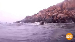 В мире. Заплывы с морскими львами. Доброе утро. Фрагмент выпуска от 07.11.2018