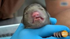 В мире. Семейство «ленивых мишек». Доброе утро. Фрагмент выпуска от 15.11.2018