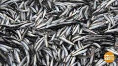 Ловись хамса, пока зима! Доброе утро. Фрагмент выпуска от 22.11.2018