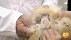 Не мех, а просто смех. Доброе утро. Фрагмент выпуска от 10.12.2018