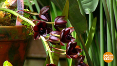 Черная орхидея и другие. Доброе утро. Фрагмент выпуска от 21.01.2019