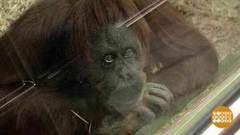 Аллигатор Сатурн и другие именинники. Доброе утро. Фрагмент выпуска от 13.02.2019