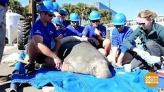 В мире. Спасение морской коровы. Доброе утро. Фрагмент выпуска от 14.02.2019