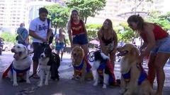 В мире. Парад с домашними любимцами. Доброе утро. Фрагмент выпуска от 11.03.2019