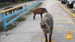 В мире. Проблема диких кабанов. Доброе утро. Фрагмент выпуска от 14.03.2019