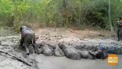 В мире. Спасли слонят. Доброе утро. Фрагмент выпуска от 10.04.2019