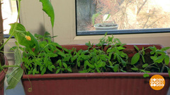 Рассада ты моя ненаглядная! Доброе утро. Фрагмент выпуска от 16.04.2019