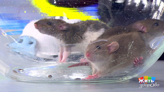 Мыши на даче. Жить здорово! Фрагмент выпуска от 06.05.2019