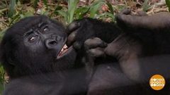 В мире. Гориллы-сироты. Доброе утро. Фрагмент выпуска от 14.05.2019