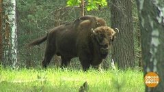 Там, где живут зубры. Доброе утро. Фрагмент выпуска от 05.06.2019