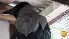 Хроника пикирующей вороны. Доброе утро. Фрагмент выпуска от 10.06.2019