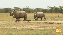 В мире. Как спасти носорогов. Доброе утро. Фрагмент выпуска от 13.06.2019