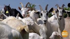 Агротуризм: из офиса — в коровник. Доброе утро. Фрагмент выпуска от 13.06.2019