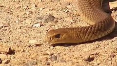 В мире. Нашествие змей. Доброе утро. Фрагмент выпуска от 11.11.2015