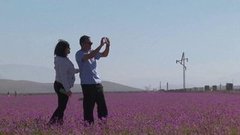 В мире. Цветы в пустыне. Доброе утро. Фрагмент выпуска от 16.11.2015