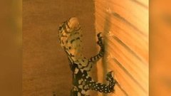 В мире. Контрабанда в посылках. Доброе утро. Фрагмент выпуска от 19.11.2015