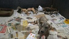 В мире. Поиск зверей. Доброе утро. Фрагмент выпуска от 07.12.2015