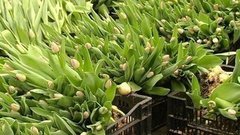 700 000 тюльпанов