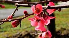 Страна цветёт!