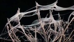 В мире. Нашествие пауков. Доброе утро. Фрагмент выпуска от 14.09.2015