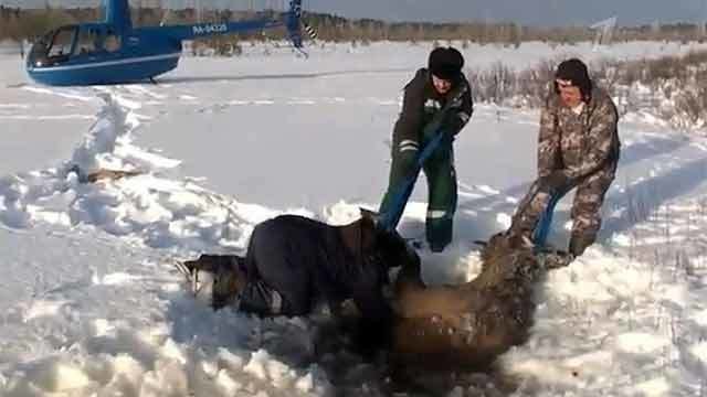 Погода в андре хмао. Озеро Ендра. Ханты-Мансийский автономный округ зимняя рыбалка. Югра рыбалка. Самка лося провалилась под лёд.