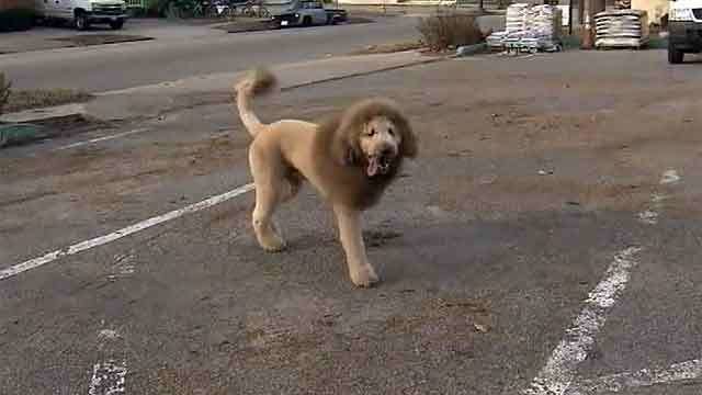В США живёт собака, похожая на льва. Новости. Первый канал