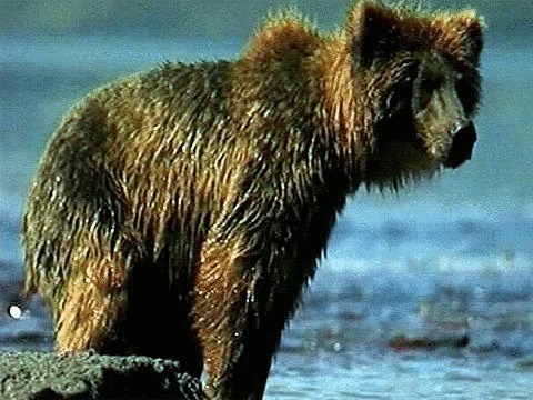 Впечатлительным не смотреть! Задержан браконьер, перевозивший разделанную тушу бурого медведя
