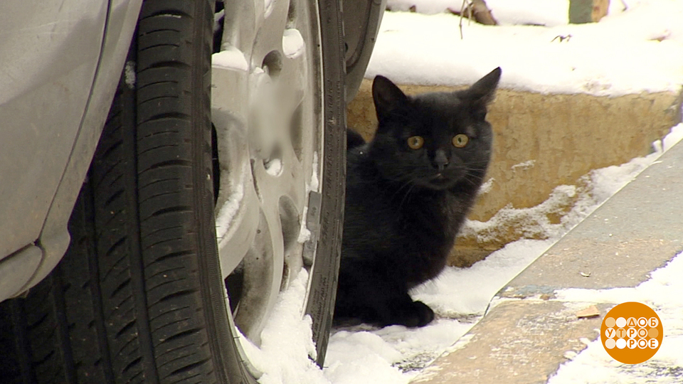 Кошка под капот. Кошка под машиной. Кошка под капотом. Кот на капоте. Кошка под машиной зимой.