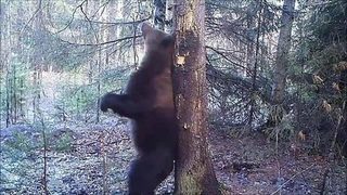 Танцующий медведь Ферапонт стал звездой Сети. Хиты интернета