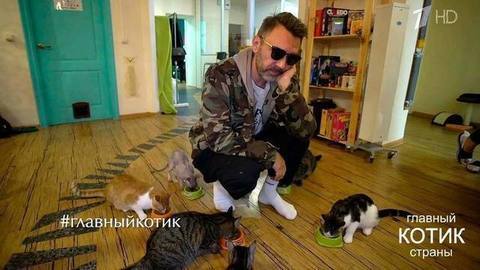 Главный котик страны. Выпуск от 17.09.2017