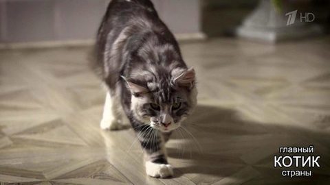 Главный котик страны. Выпуск от 22.10.2017