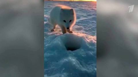 В Норильске песец подкрался к рыбаку и попытался украсть его улов