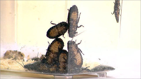 Как избавиться от тараканов. Дешево и сердито. Фрагмент выпуска от 06.03.2013