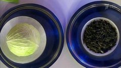 Морская и белокочанная капуста. Жить здорово! Фрагмент выпуска от 17.03.2016