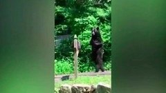 Жители одного из городов штата Нью-Джерси взяли под опеку медведя с травмированными лапами. Хиты интернета