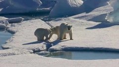 Арктика тает? Доброе утро. Фрагмент выпуска от 29.06.2016