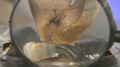 Скумбрия холодного копчения. Контрольная закупка. Выпуск от 03.07.2014